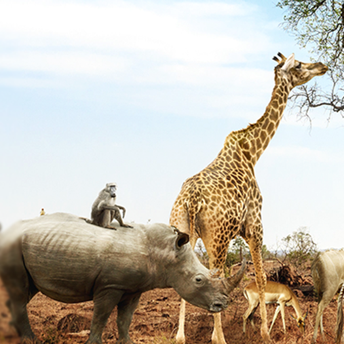 Interview TheExpertE – Baka D. cover